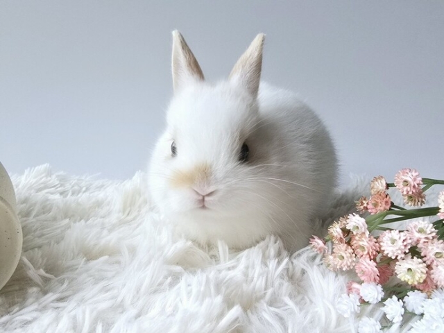 うさぎ