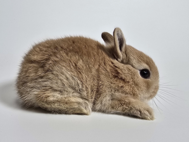 うさぎ
